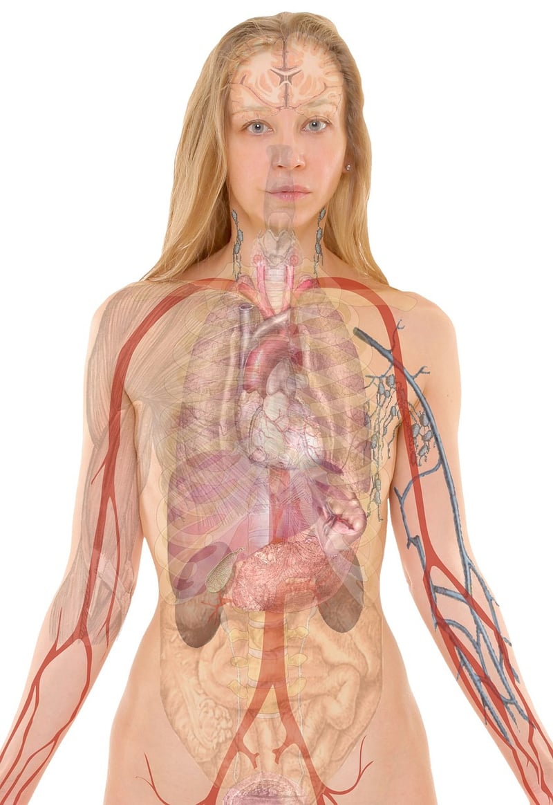 Medical Illustrator
